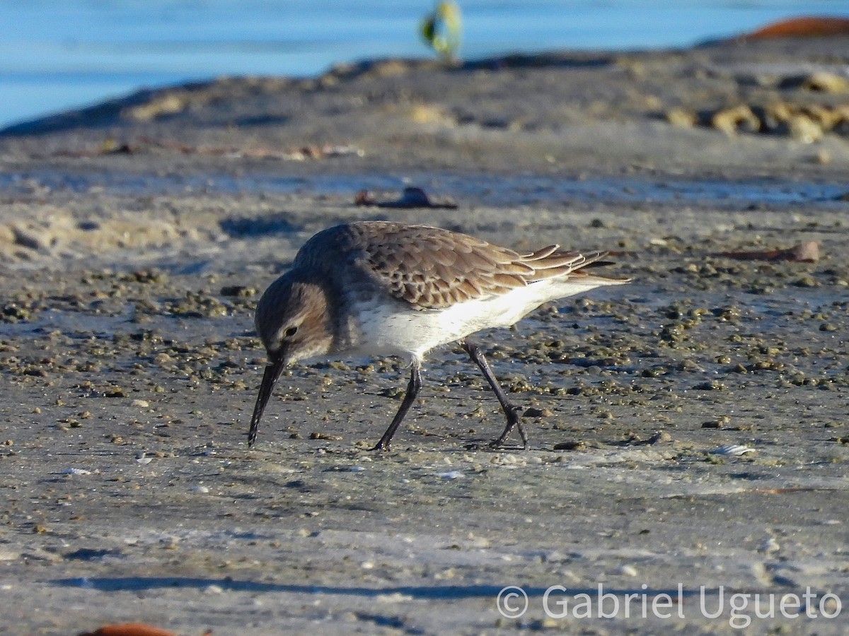 Txirri arrunta - ML644326503