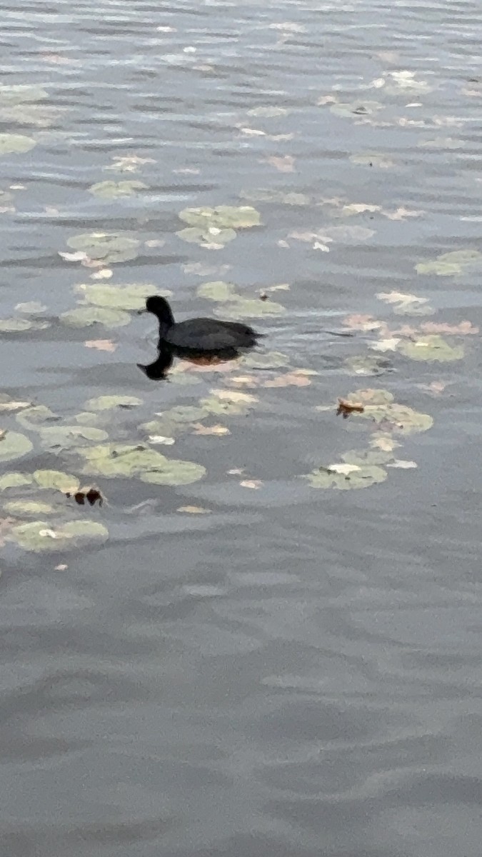 Kopetazuri amerikarra - ML644326504