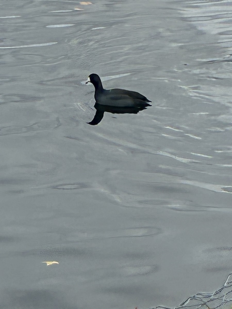 Kopetazuri amerikarra - ML644326505