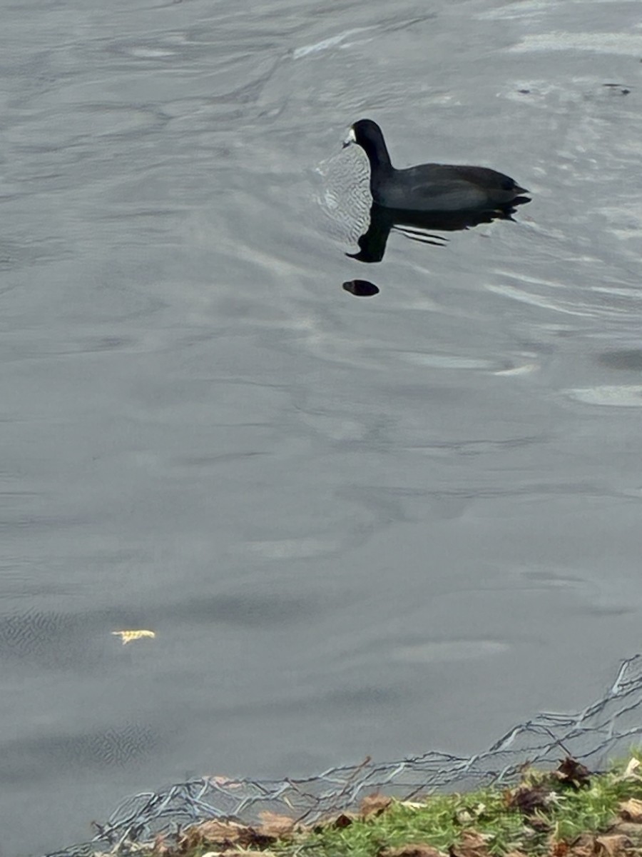 Kopetazuri amerikarra - ML644326506