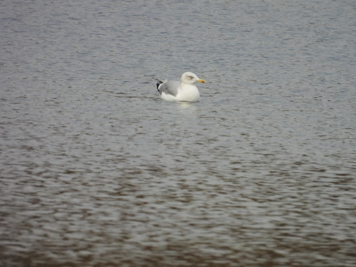 Kaio hauskara europarra - ML644326507