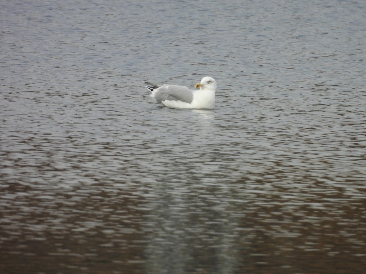 Kaio hauskara europarra - ML644326508