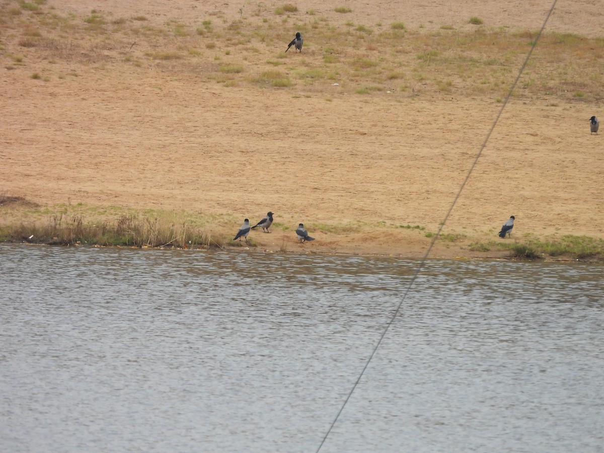 Bele txanoduna - ML644326510