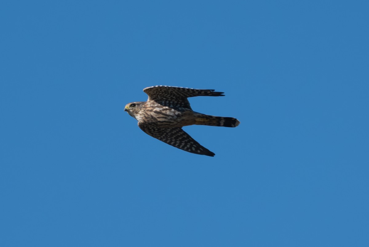 Merlin - ML644326512