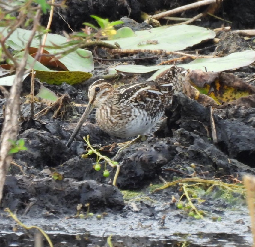 Wilson's Snipe - ML644326536