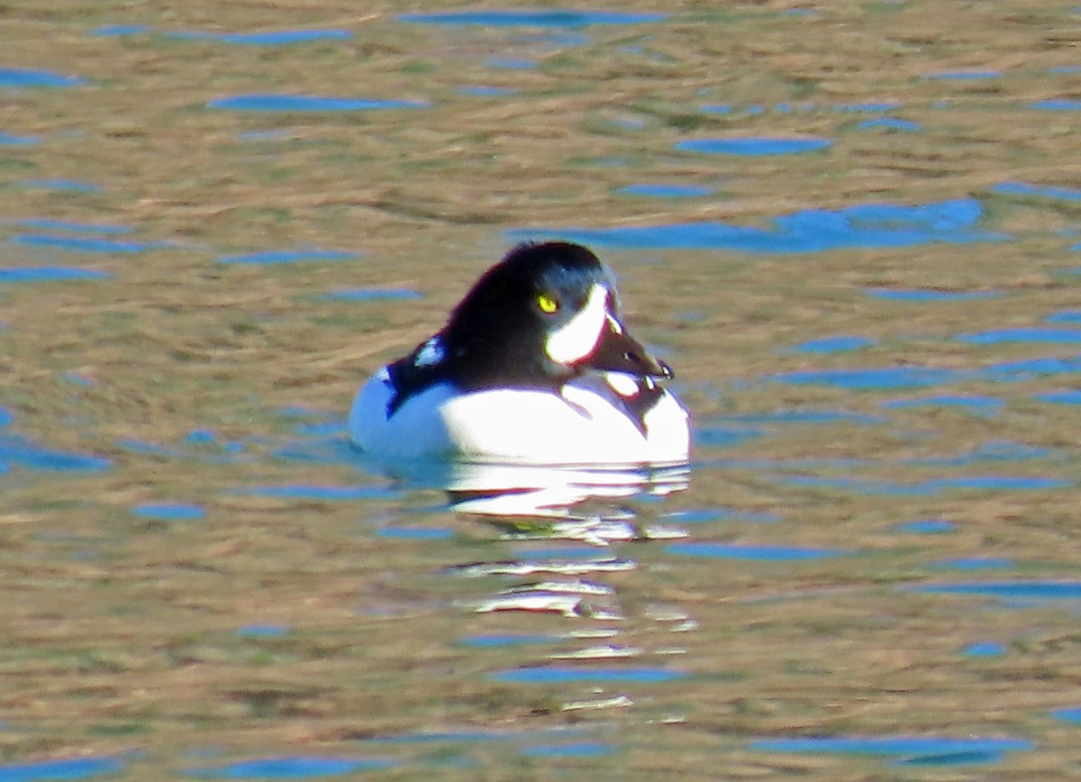 キタホオジロガモ - ML644326537