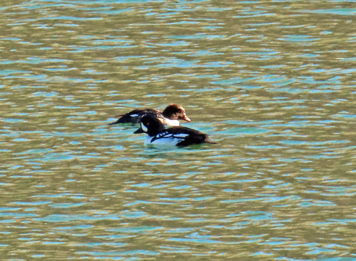 キタホオジロガモ - ML644326538