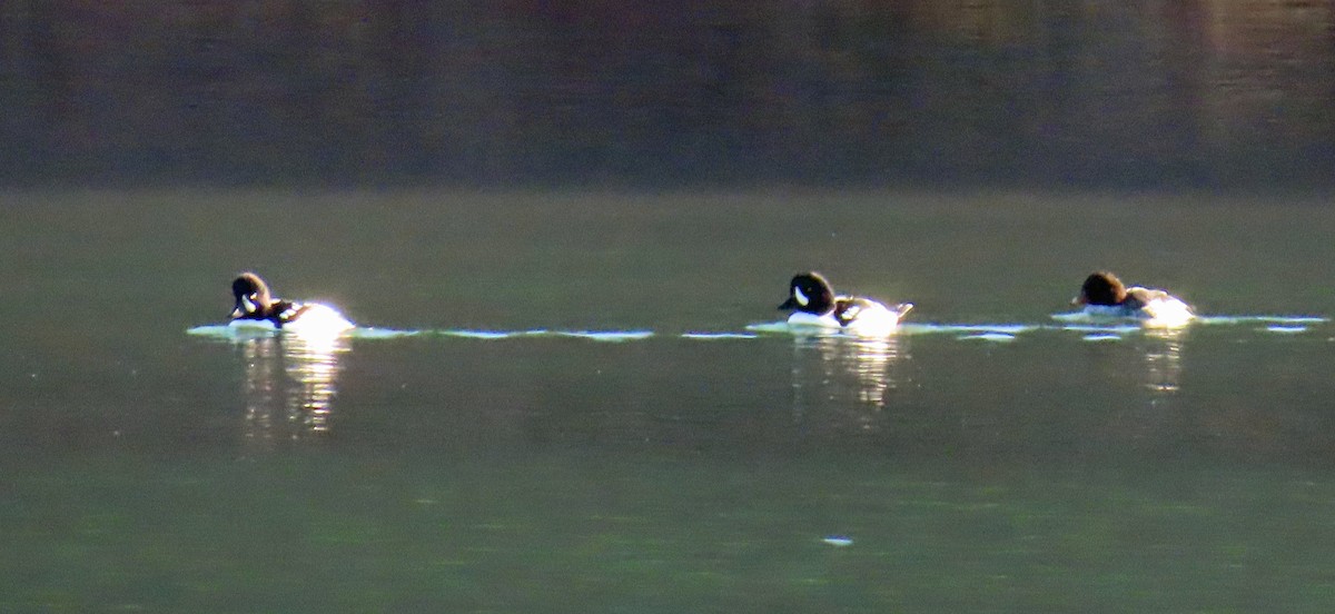 キタホオジロガモ - ML644326539