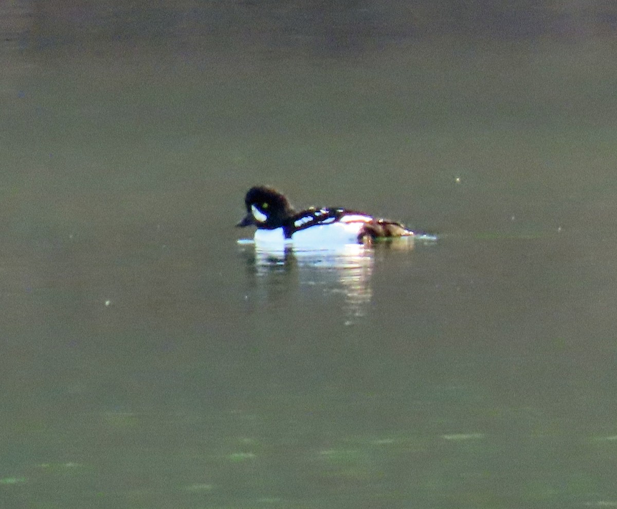 キタホオジロガモ - ML644326540