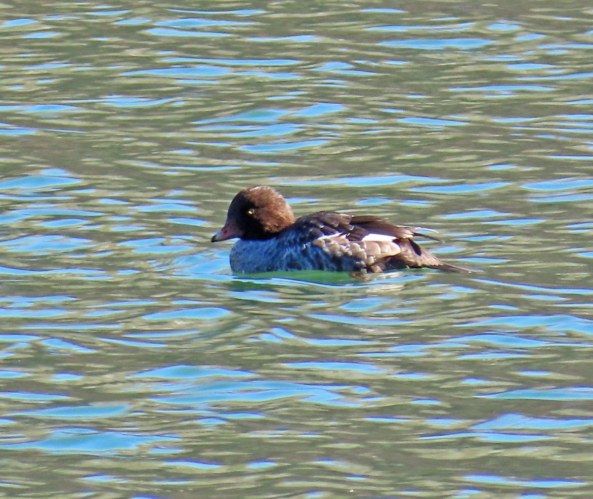 キタホオジロガモ - ML644326541