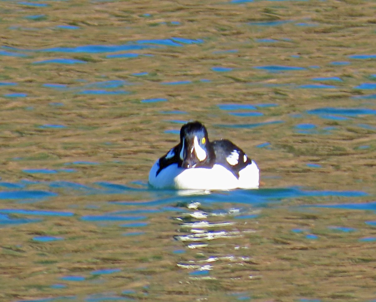 キタホオジロガモ - ML644326542