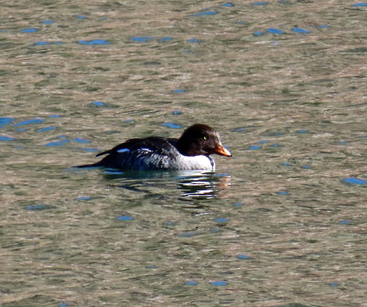 キタホオジロガモ - ML644326543