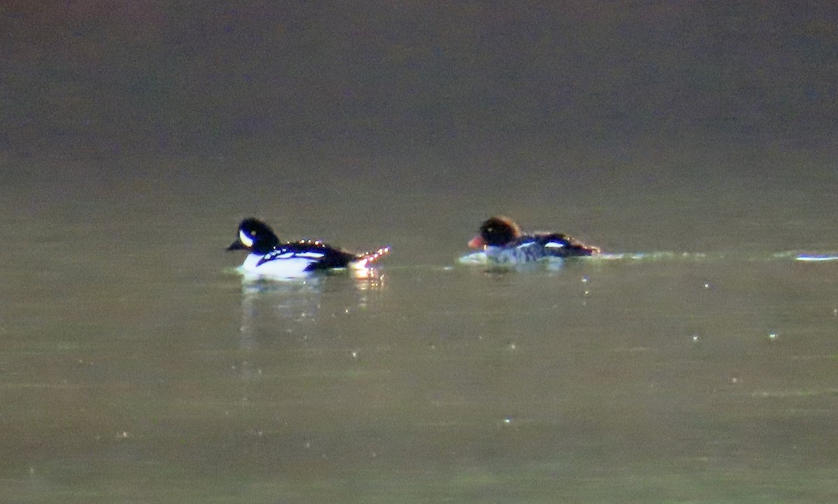 キタホオジロガモ - ML644326544