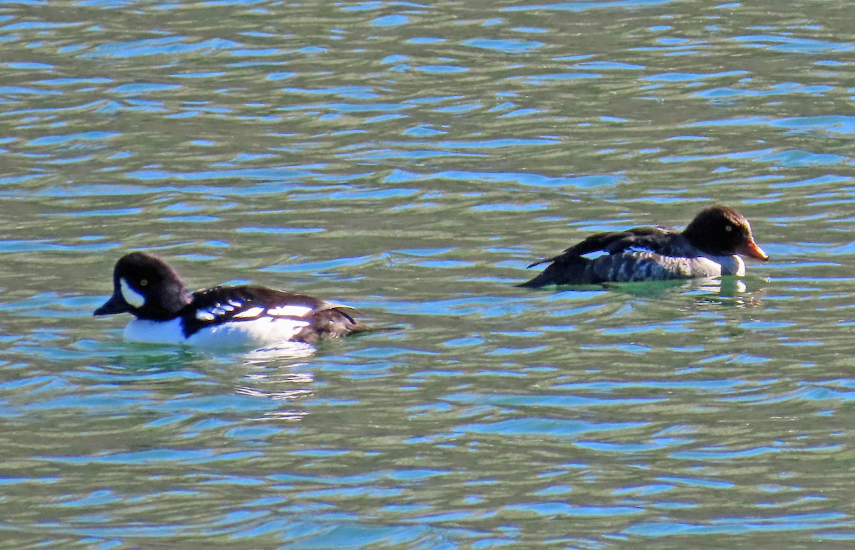 キタホオジロガモ - ML644326545