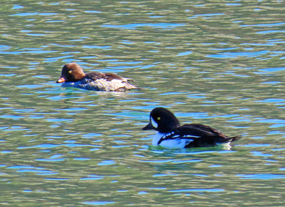 キタホオジロガモ - ML644326546