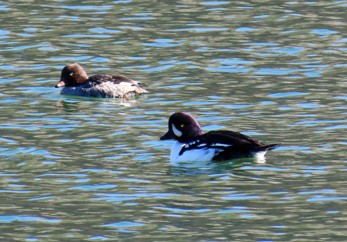 キタホオジロガモ - ML644326547