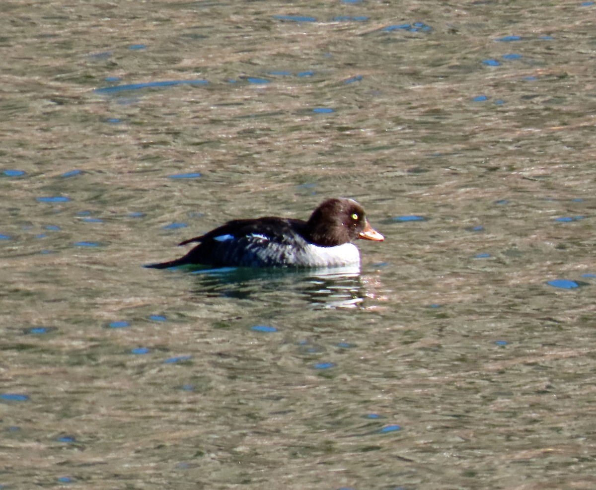 キタホオジロガモ - ML644326548