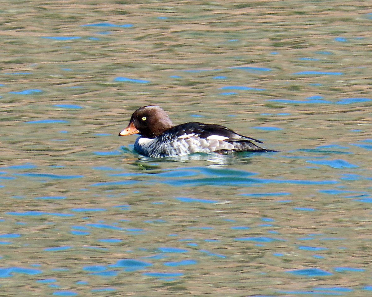 キタホオジロガモ - ML644326549