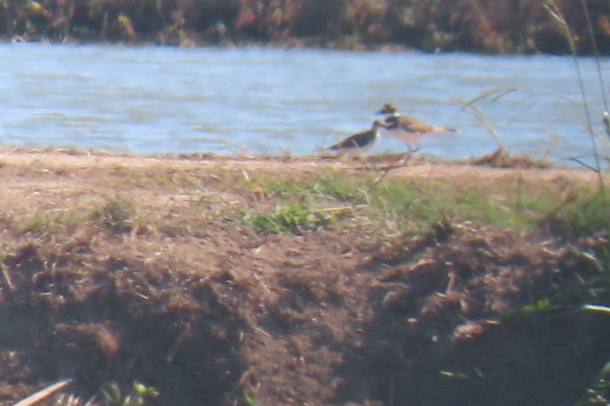 アメリカイソシギ - ML644326550