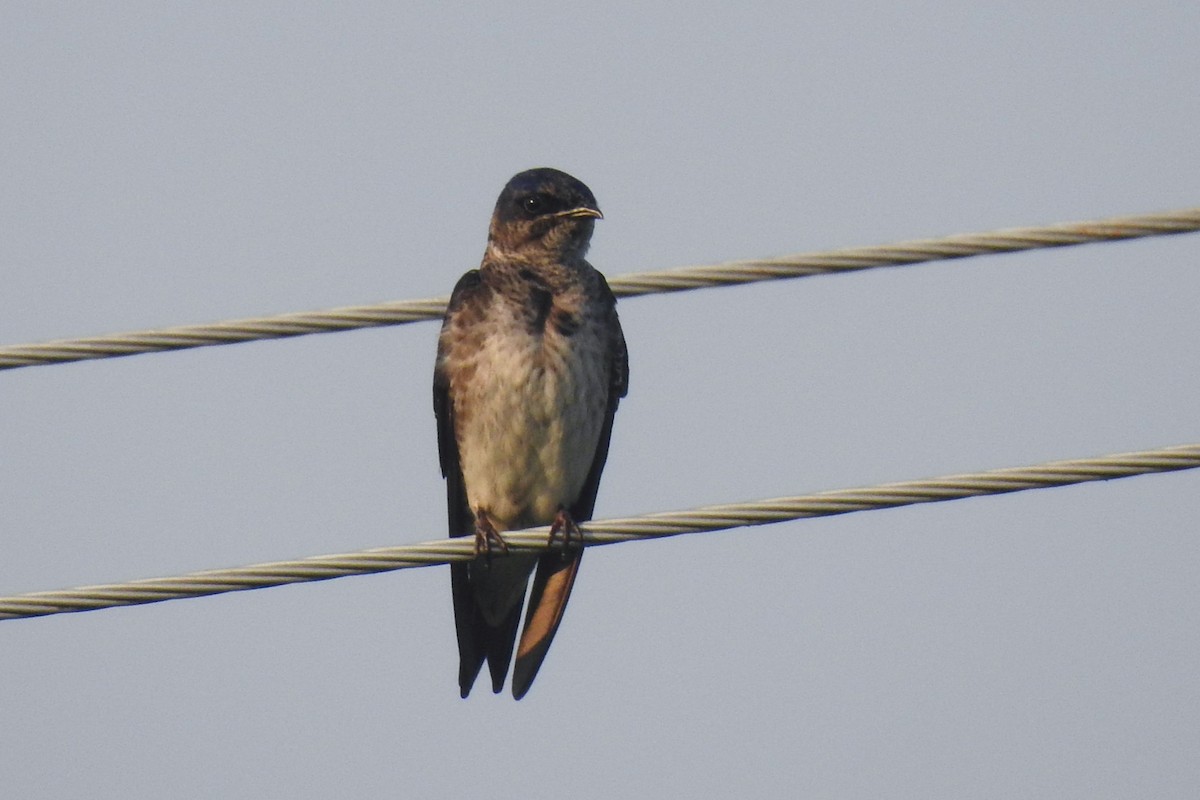 Purple Martin - ML644326554