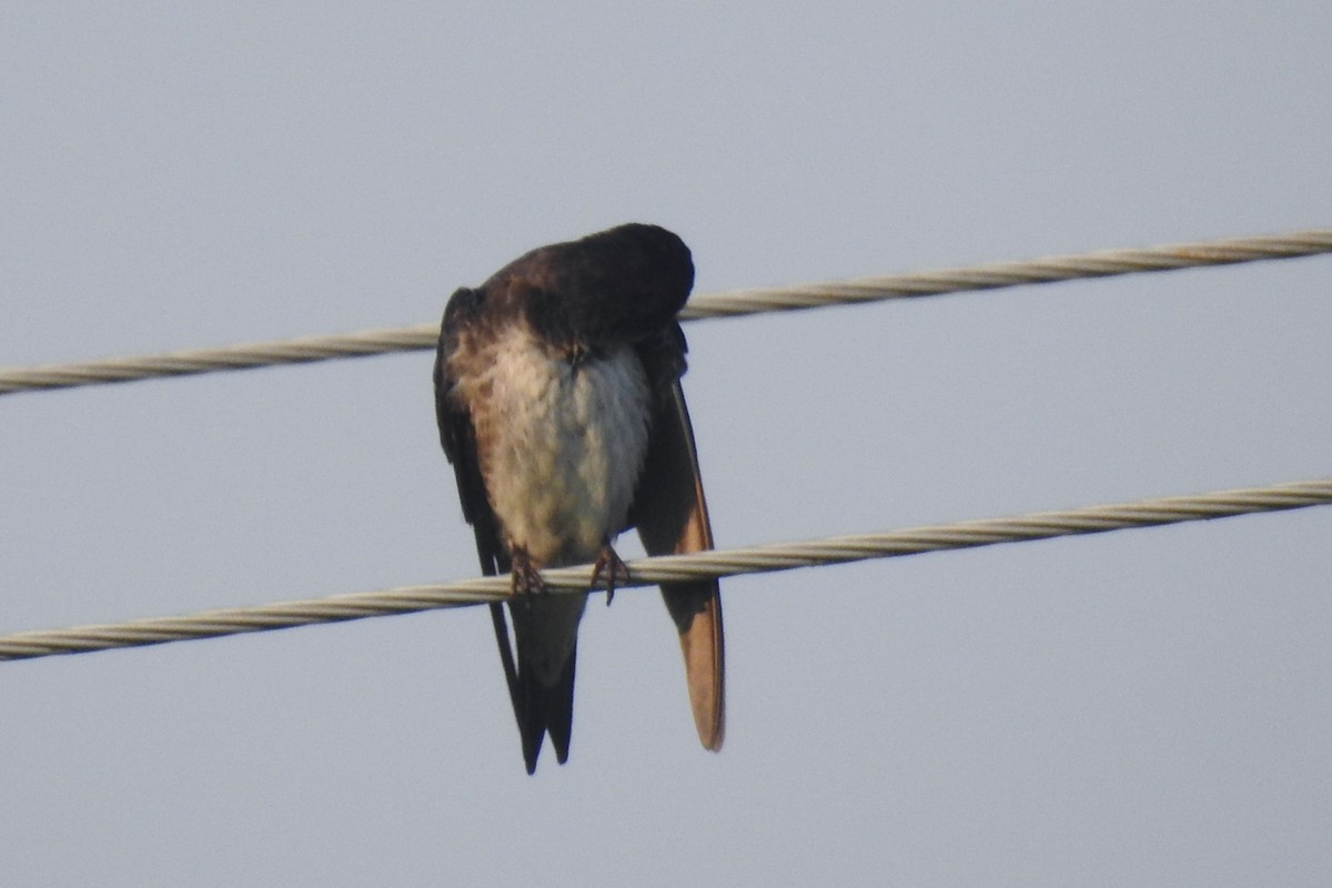 Purple Martin - ML644326555