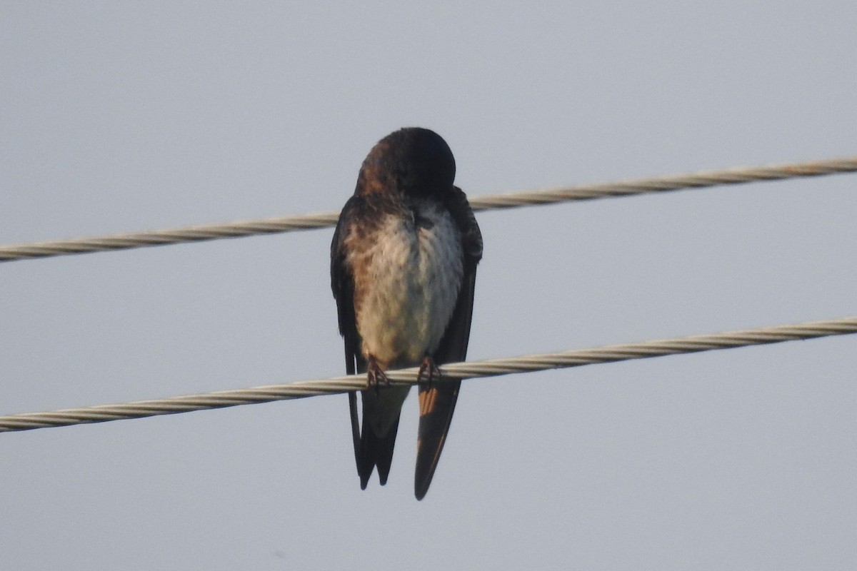 Purple Martin - ML644326556
