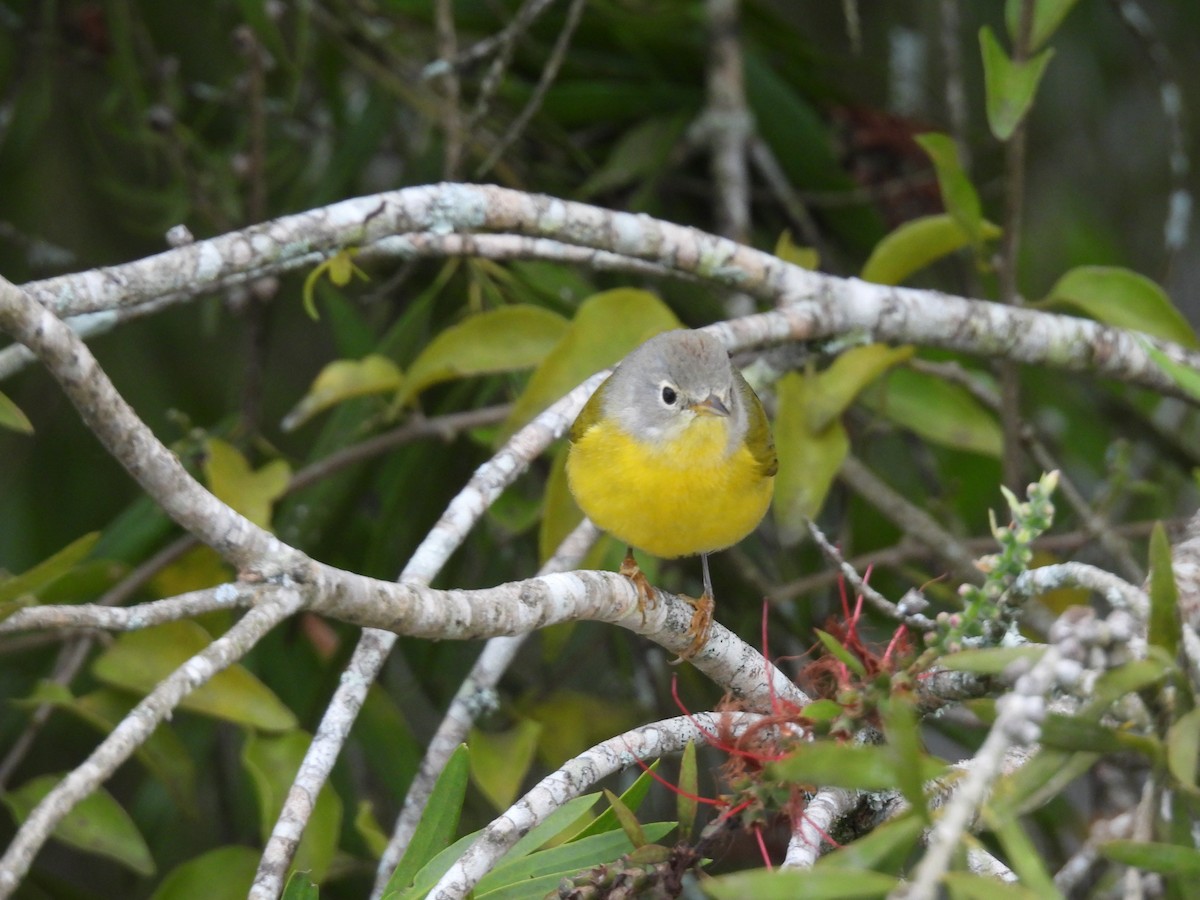 Nashville Warbler - ML644326557