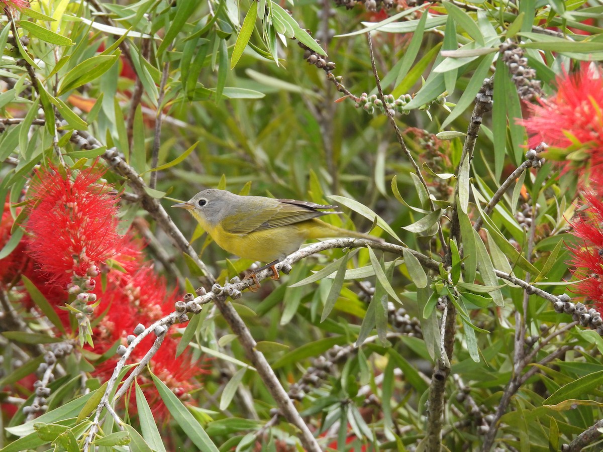Nashville Warbler - ML644326558