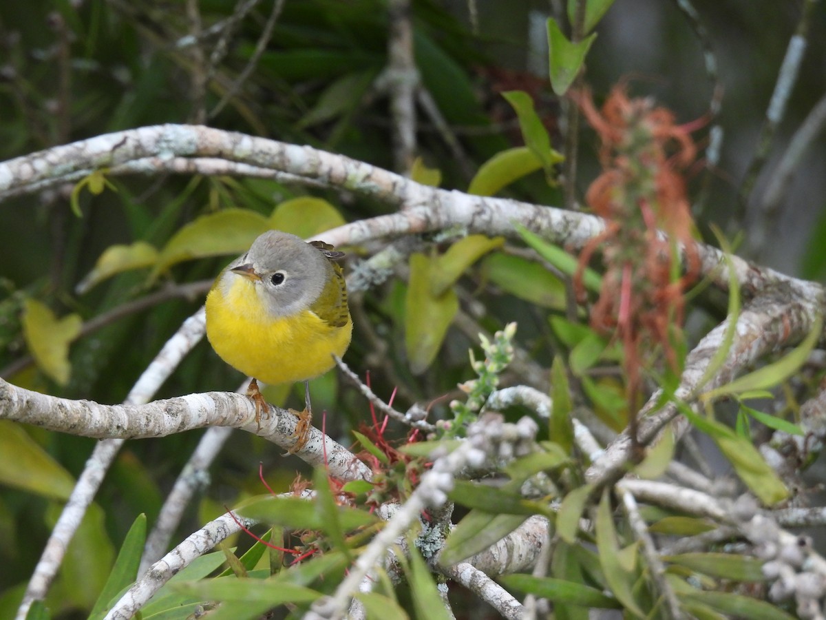 Nashville Warbler - ML644326559