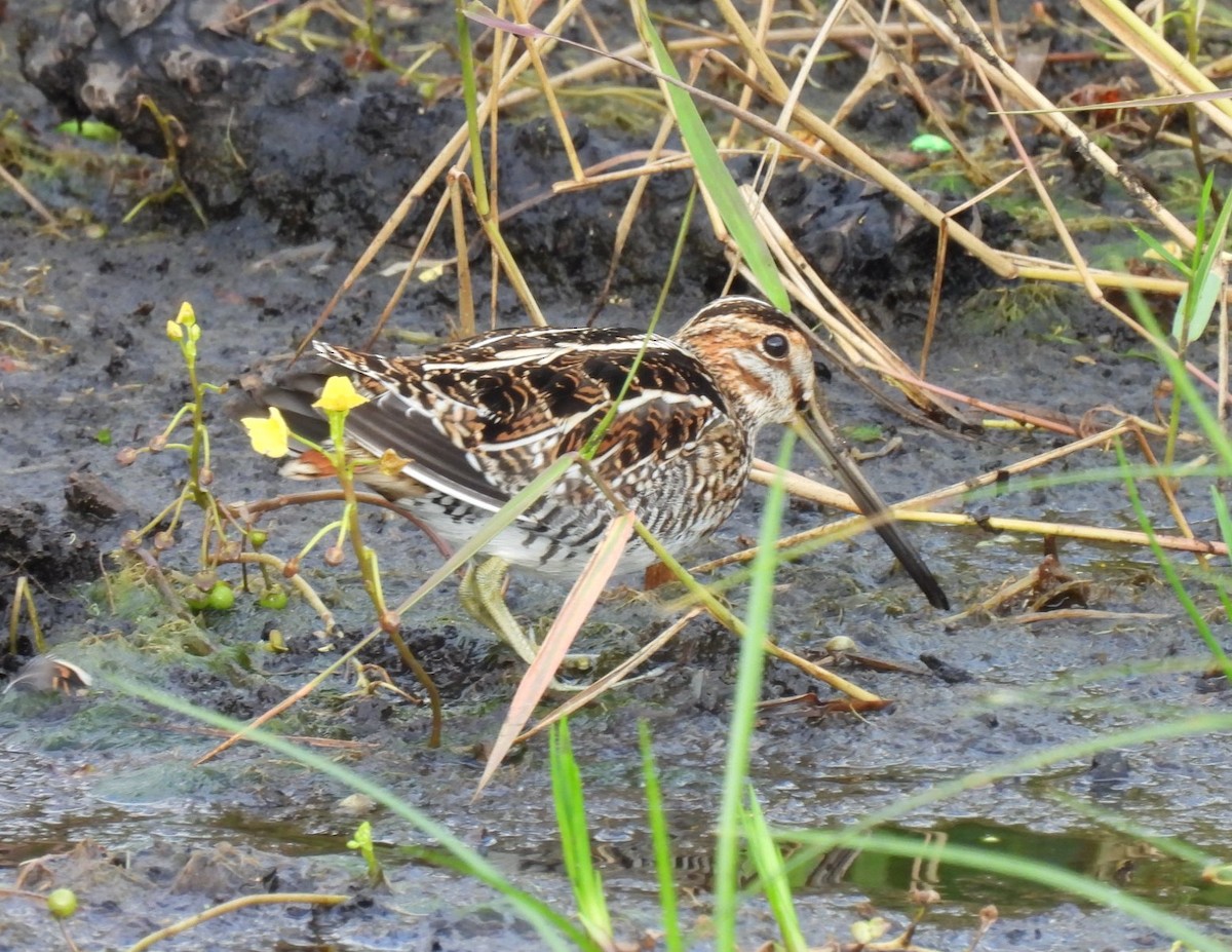Wilson's Snipe - ML644326571