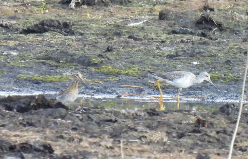 Greater Yellowlegs - ML644326589