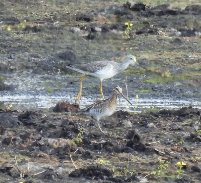 Greater Yellowlegs - ML644326598