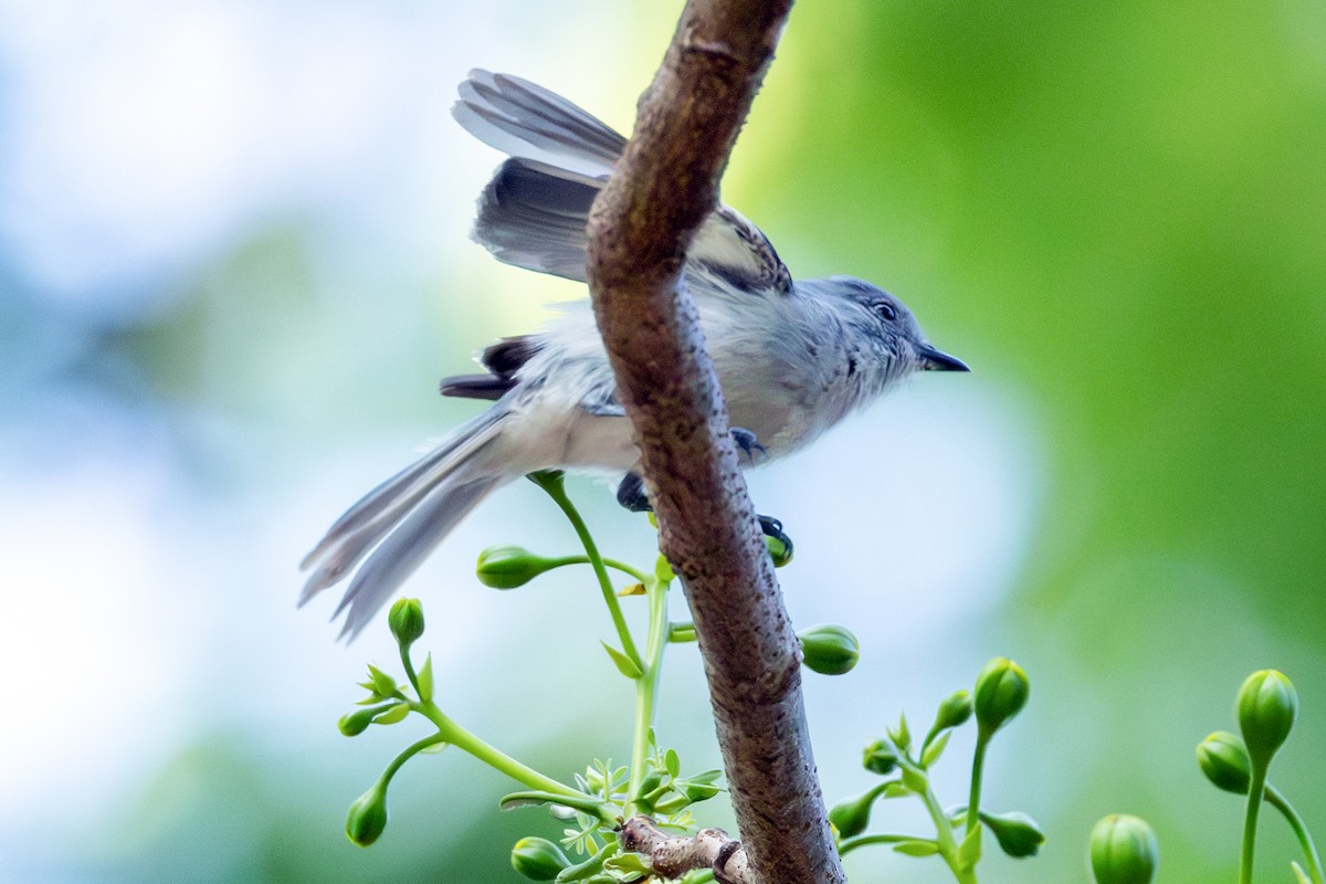 Gray-headed Elaenia - ML644326600