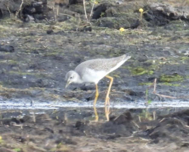 Greater Yellowlegs - ML644326601