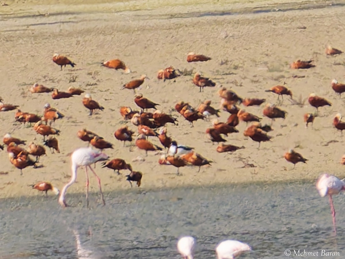 Галагаз євразійський - ML644326602