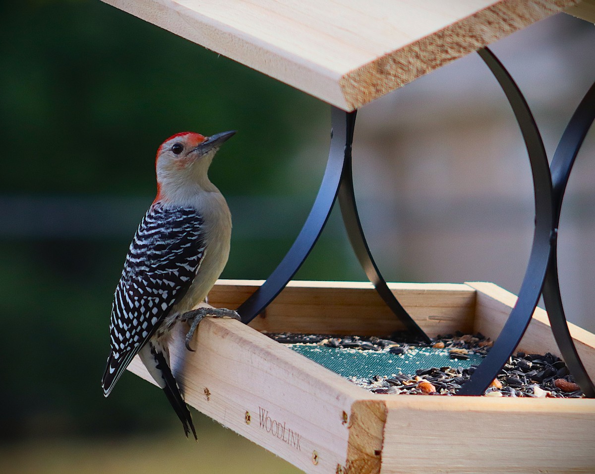 Red-bellied Woodpecker - ML644326614