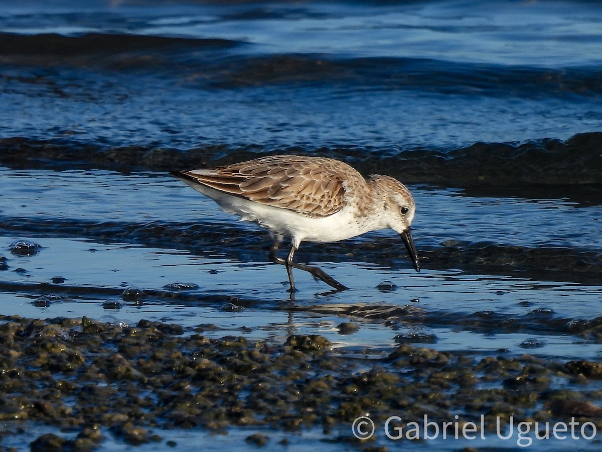 Побережник аляскинський - ML644326618