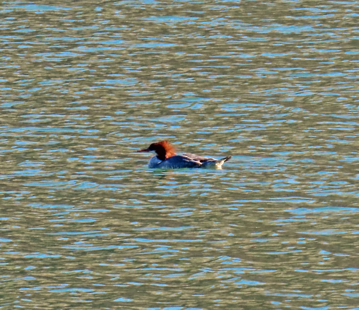 Крех великий - ML644326619