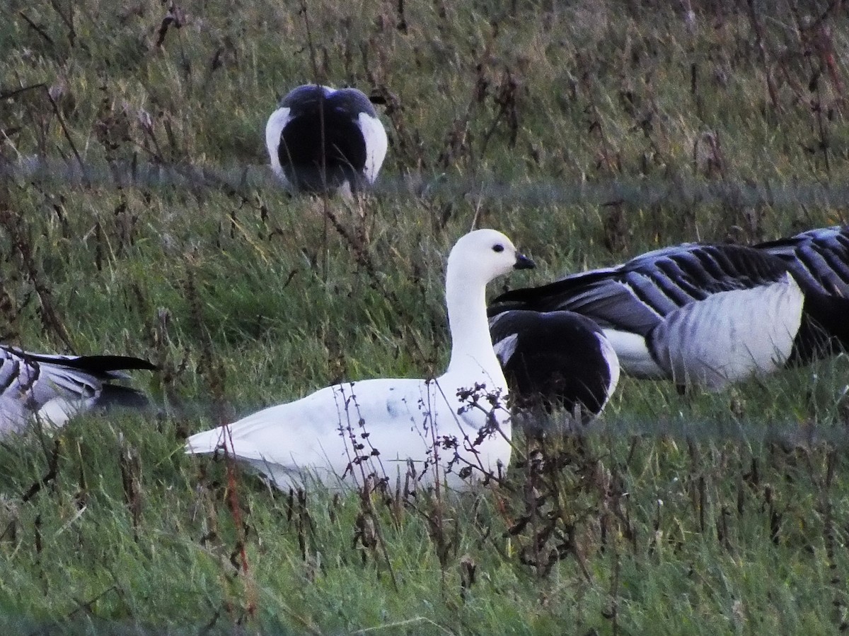 Казарка білощока - ML644326620