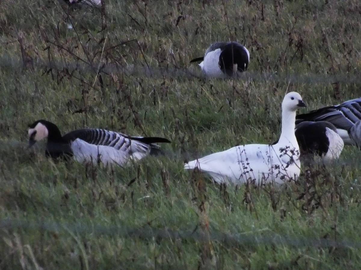 Казарка білощока - ML644326621