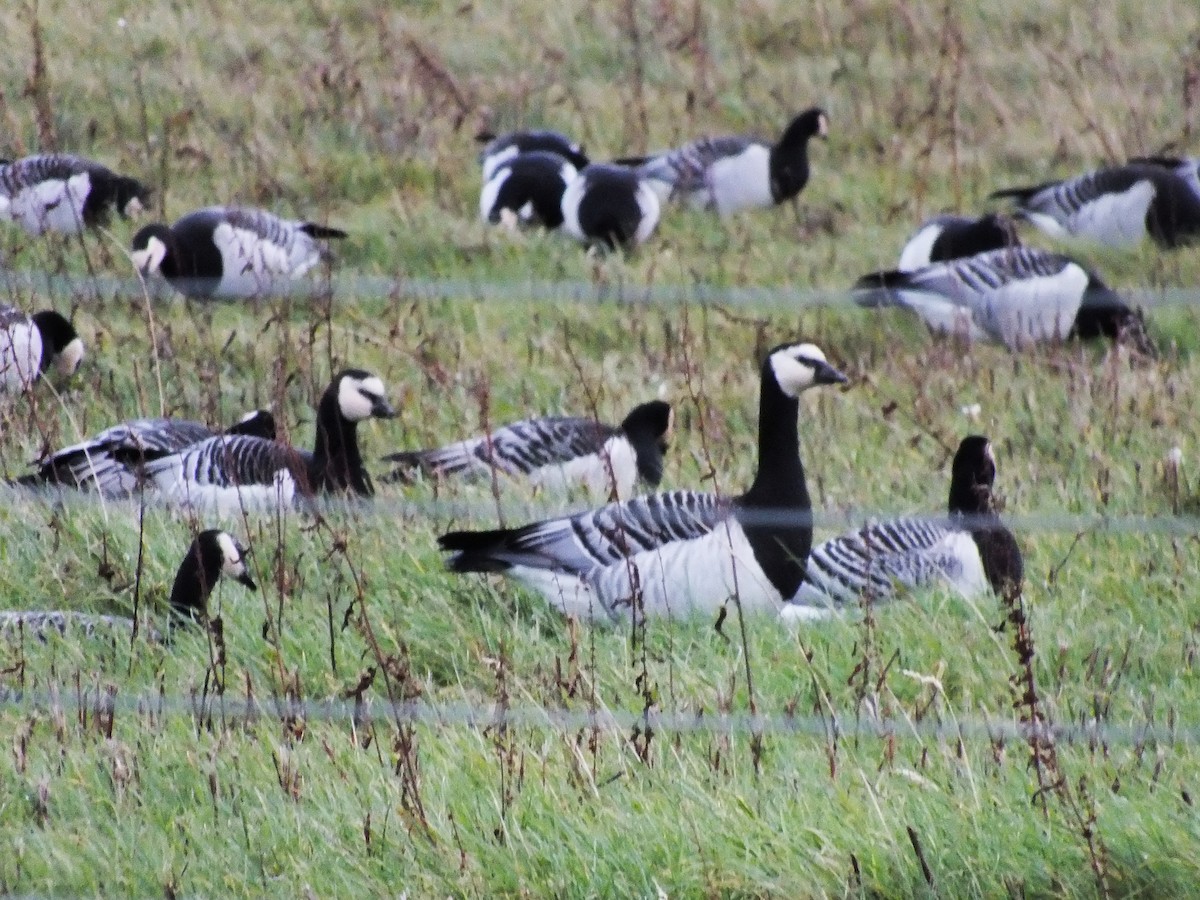 Казарка білощока - ML644326622