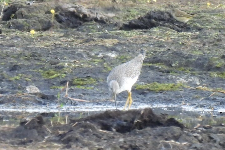 Коловодник строкатий - ML644326623