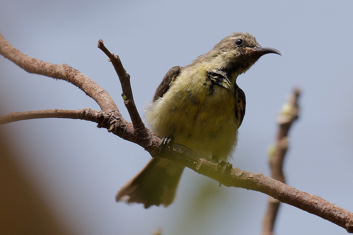 Маріка-ельф - ML644326624