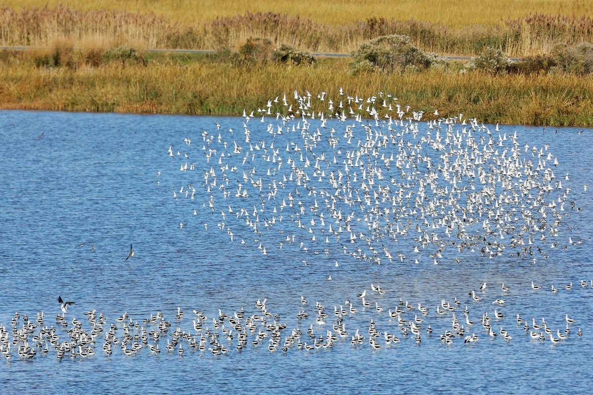 Calidris sp. (peep sp.) - ML644326625