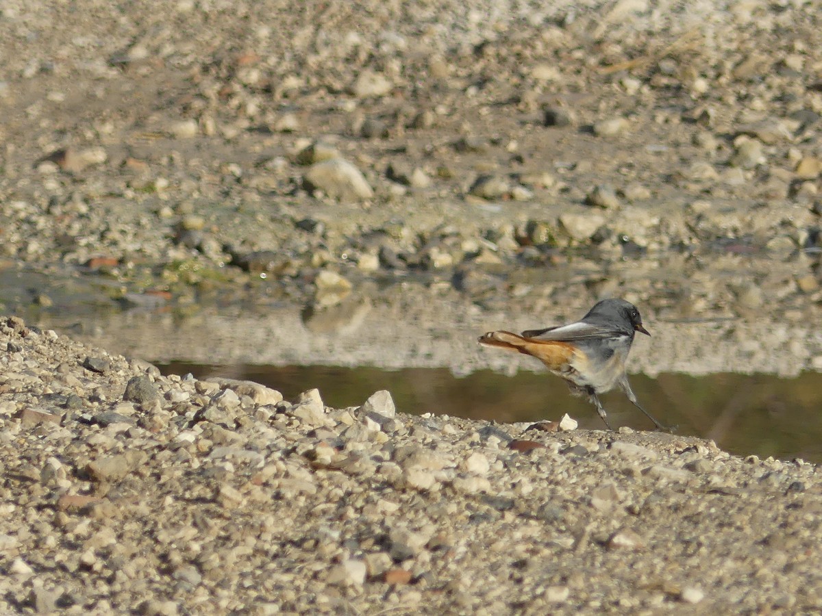 Горихвістка чорна - ML644326626