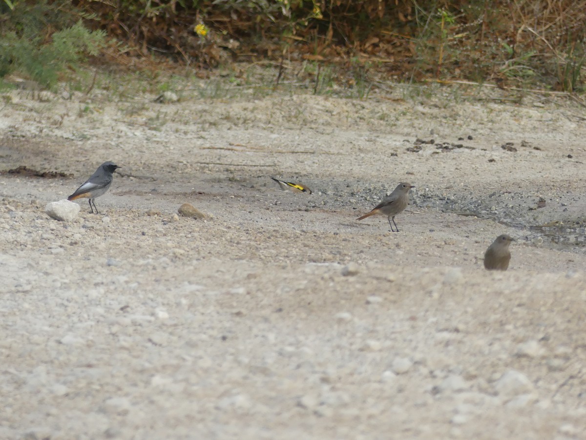 Горихвістка чорна - ML644326628