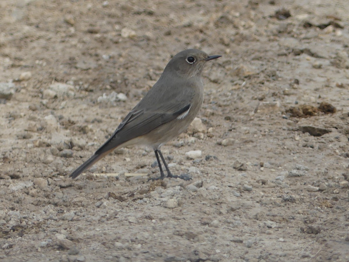 Горихвістка чорна - ML644326629