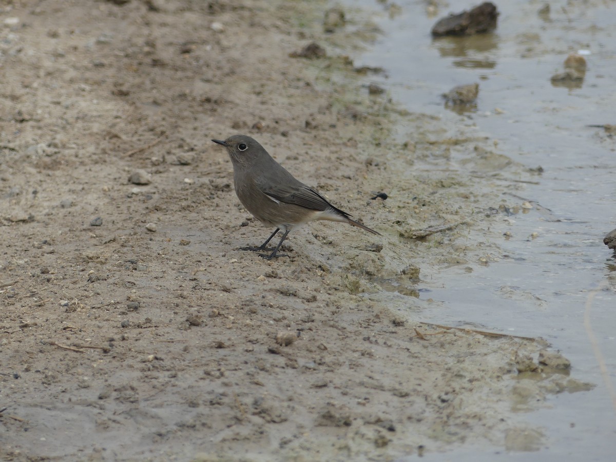 Горихвістка чорна - ML644326631