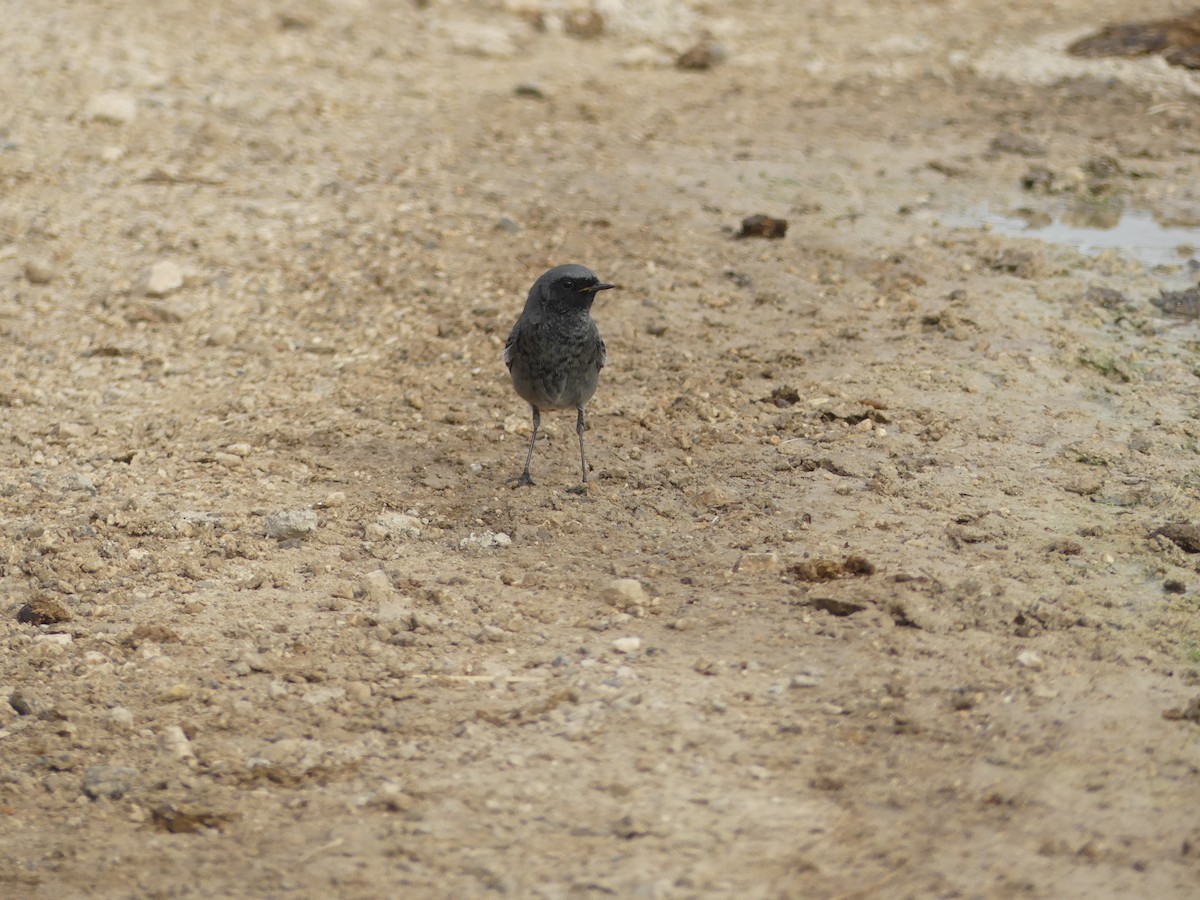 Горихвістка чорна - ML644326632