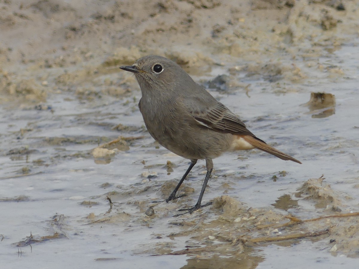 Горихвістка чорна - ML644326637
